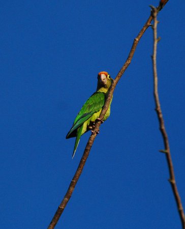 Photo (4): Orange-fronted Parakeet