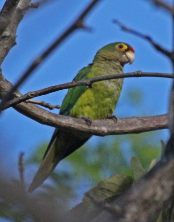 Photo (7): Orange-fronted Parakeet