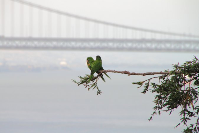 Photo (13): Red-masked Parakeet