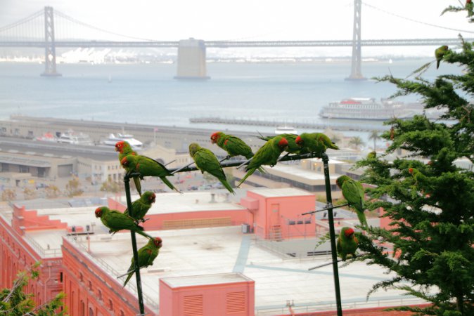 Photo (5): Red-masked Parakeet
