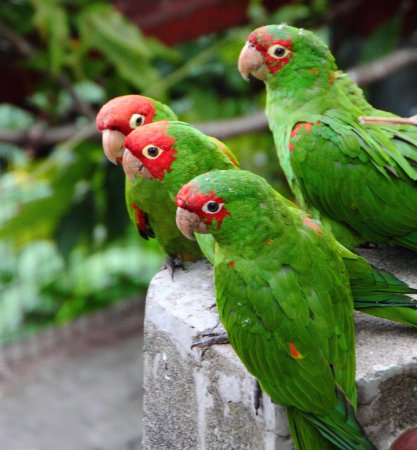 Photo (8): Red-masked Parakeet
