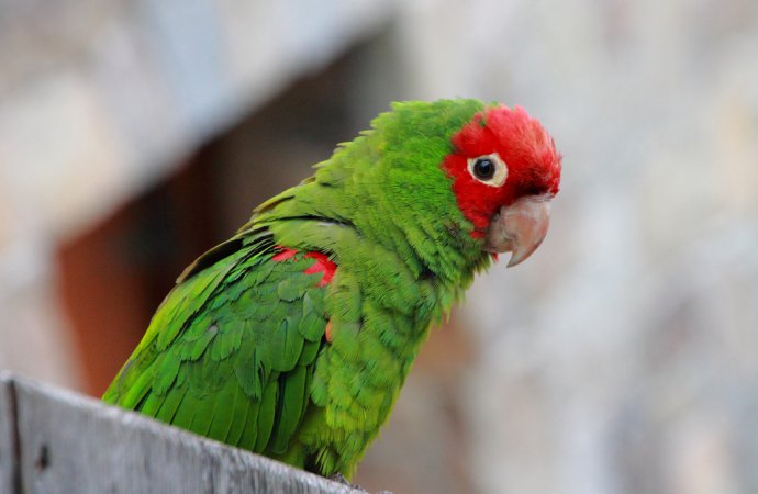 Photo (14): Red-masked Parakeet
