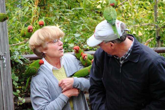 Photo (2): Red-masked Parakeet