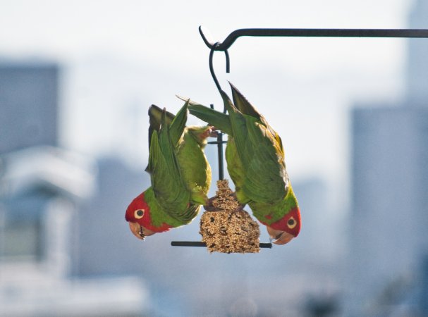 Photo (17): Red-masked Parakeet
