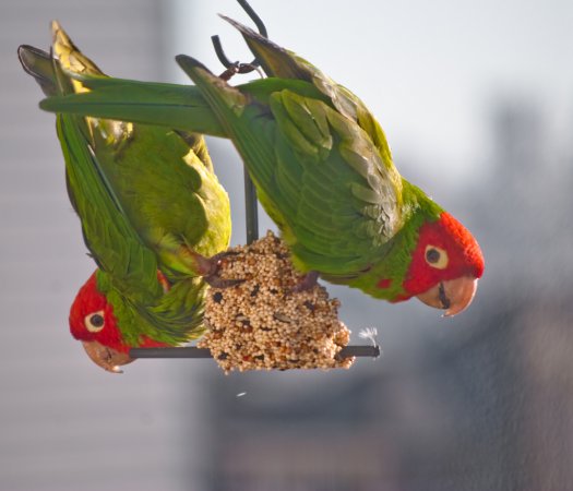 Photo (6): Red-masked Parakeet