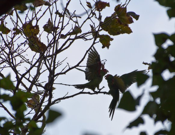 Photo (9): Red-masked Parakeet