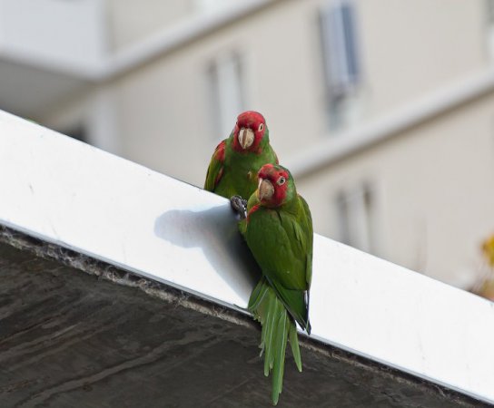 Photo (7): Red-masked Parakeet