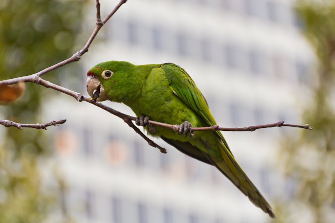 Photo (15): Red-masked Parakeet