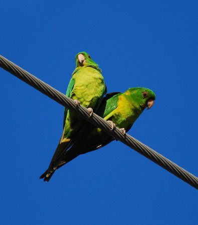 Photo (2): Green Parakeet