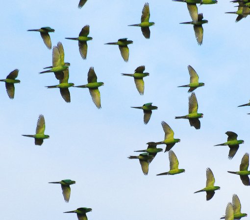 Photo (3): Green Parakeet