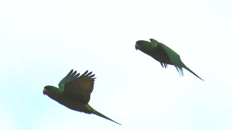 Photo (4): Green Parakeet