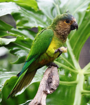Photo (2): Brown-throated Parakeet
