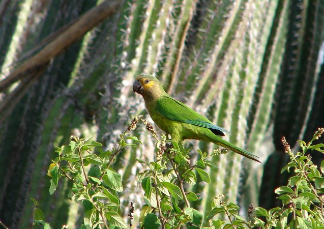 Photo (6): Brown-throated Parakeet
