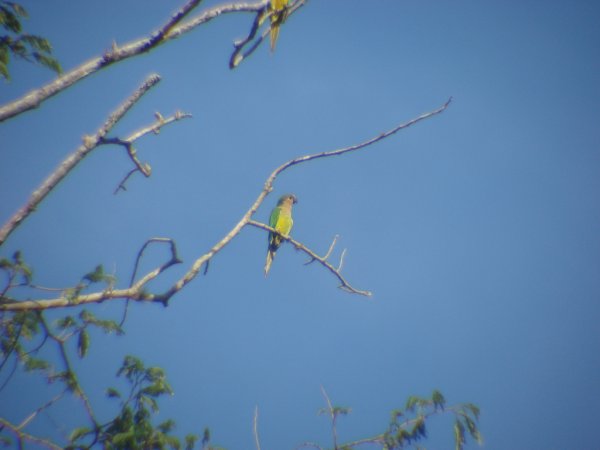Photo (11): Brown-throated Parakeet