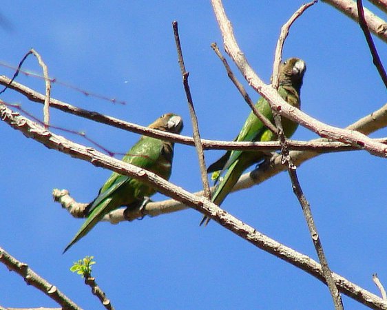 Photo (12): Brown-throated Parakeet