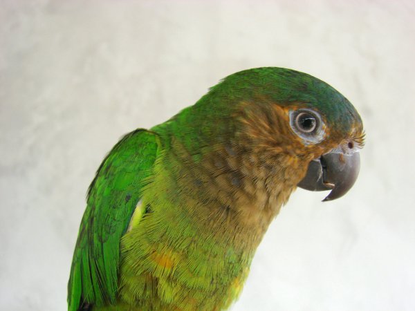 Photo (4): Brown-throated Parakeet
