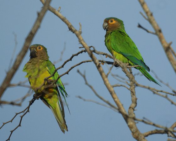 Photo (3): Brown-throated Parakeet