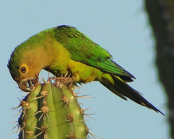 Photo (5): Brown-throated Parakeet