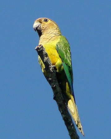 Photo (8): Brown-throated Parakeet