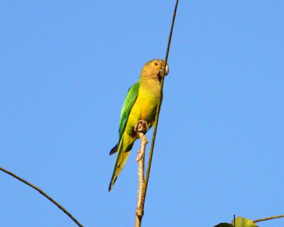 Photo (15): Brown-throated Parakeet