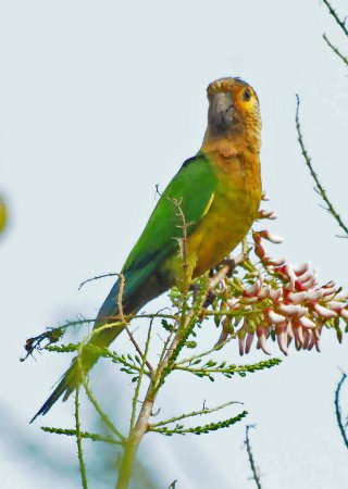 Photo (7): Brown-throated Parakeet