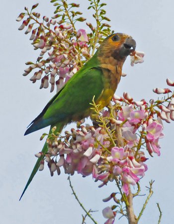 Photo (9): Brown-throated Parakeet
