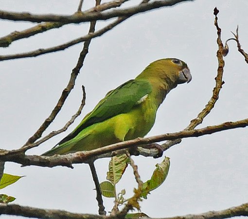 Photo (14): Brown-throated Parakeet