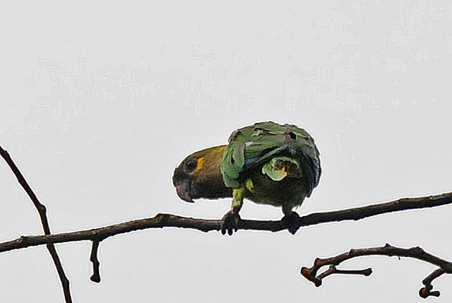Photo (16): Brown-throated Parakeet