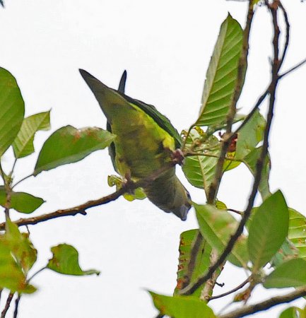 Photo (17): Brown-throated Parakeet