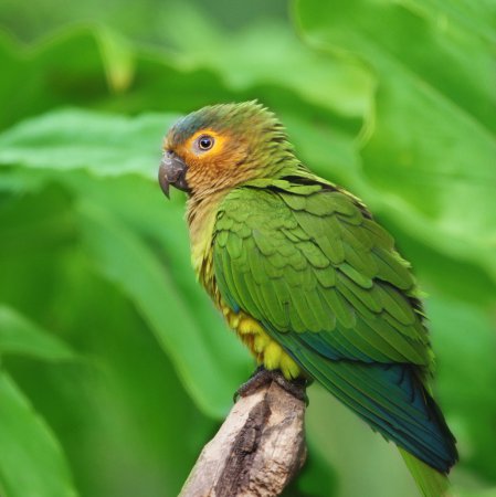 Photo (1): Brown-throated Parakeet