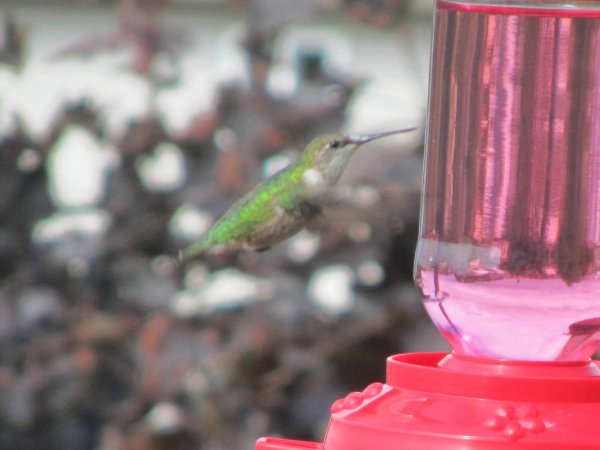 Photo (19): Ruby-throated Hummingbird