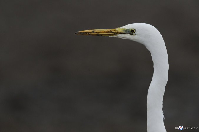 Photo (9): Great Egret