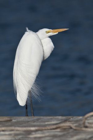 Photo (6): Great Egret