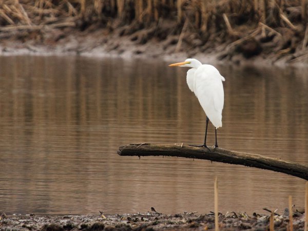 Photo (20): Great Egret
