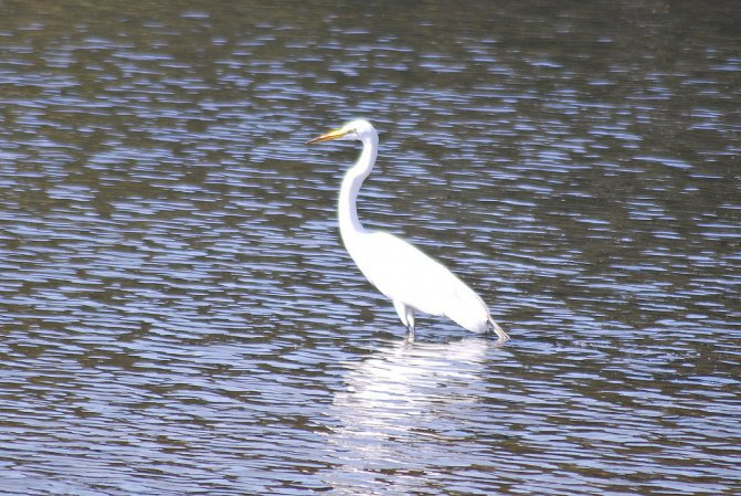 Photo (22): Great Egret