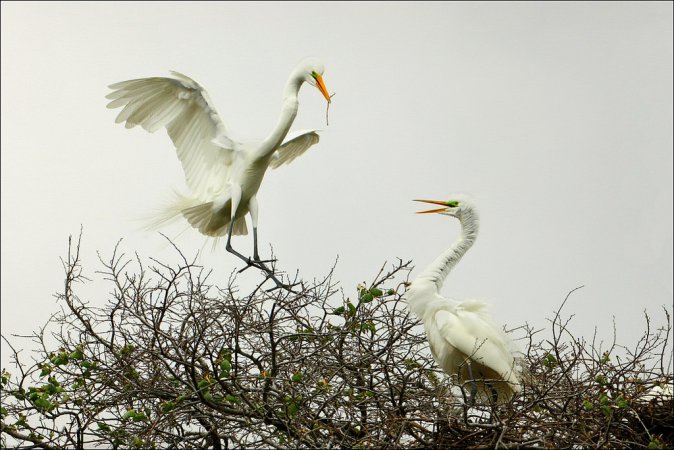 Photo (4): Great Egret