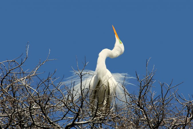 Photo (24): Great Egret