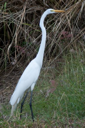 Photo (23): Great Egret