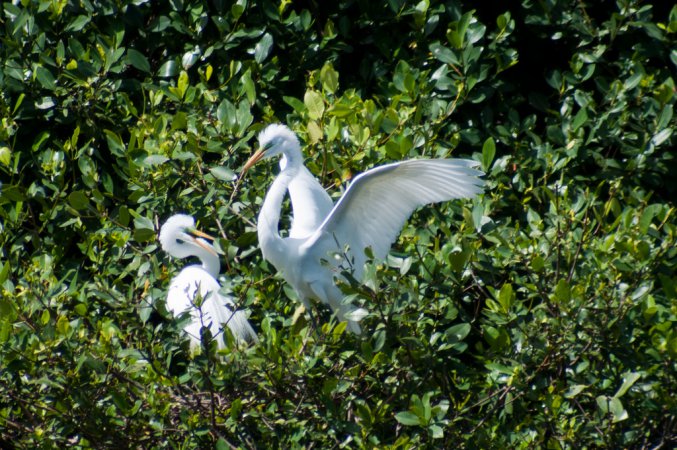 Photo (21): Great Egret