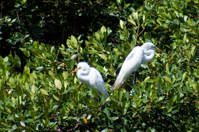 Photo (18): Great Egret