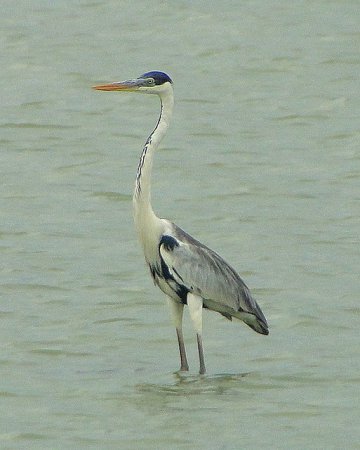 Photo (8): Cocoi Heron