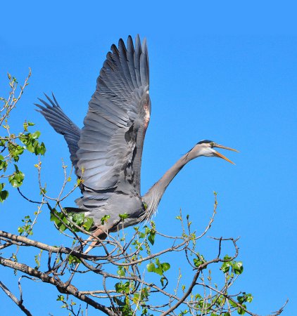 Photo (16): Great Blue Heron