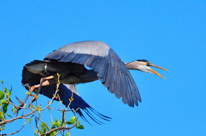 Photo (20): Great Blue Heron