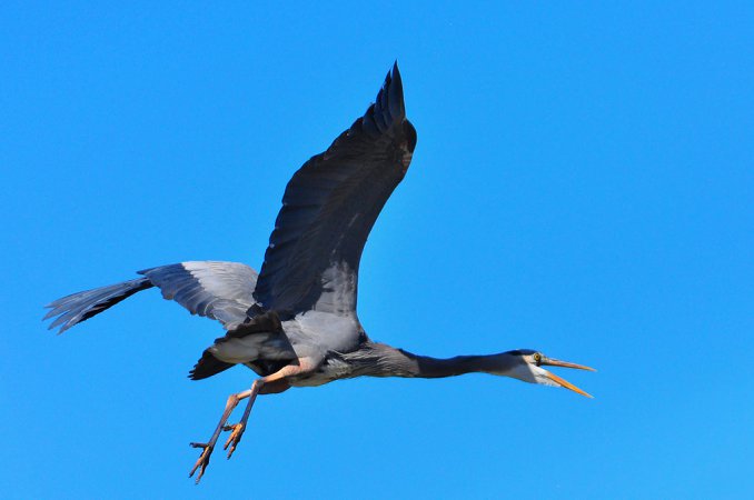 Photo (18): Great Blue Heron