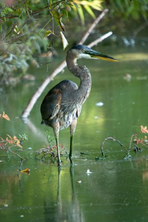 Photo (2): Great Blue Heron