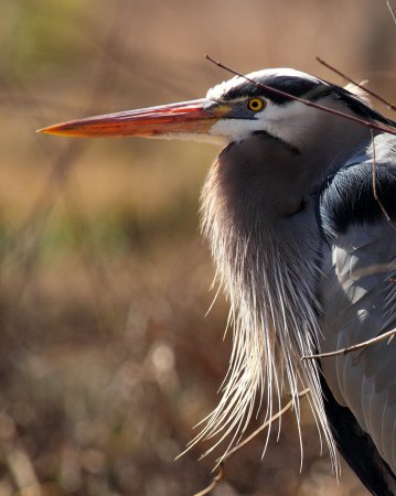 Photo (3): Great Blue Heron