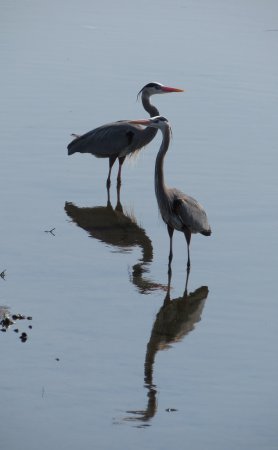Photo (17): Great Blue Heron