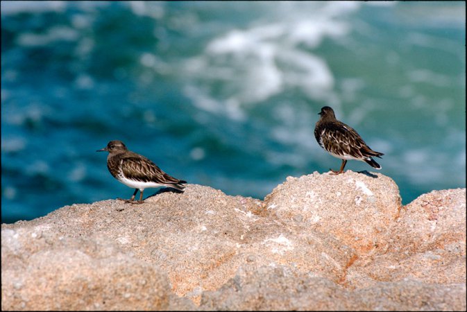 Photo (11): Black Turnstone