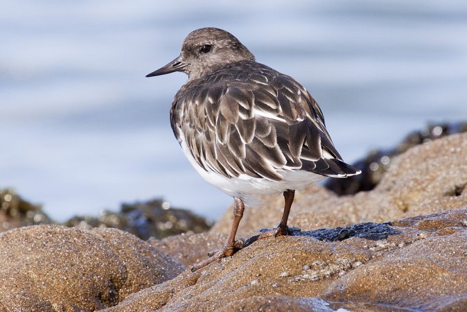 Photo (13): Black Turnstone