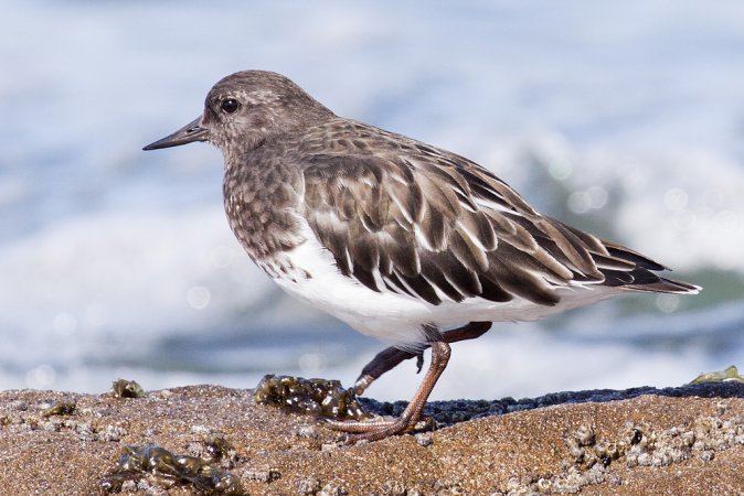 Photo (9): Black Turnstone